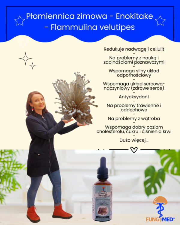 PŁOMIENNICA ZIMOWA (ENOKITAKE, FLAMMULINA) NALEWKA - obrazek 7