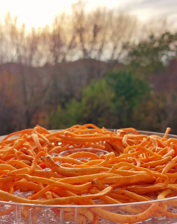 SOPLÓWKA JEŻOWATA (HERICIUM) i MACZUŻNIK BOJOWY (CORDYCEPS) NALEWKA - obrazek 7