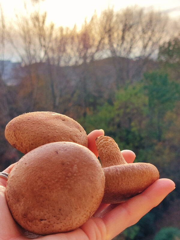 SHIITAKE (LENTINULA) NALEWKI - obrazek 6