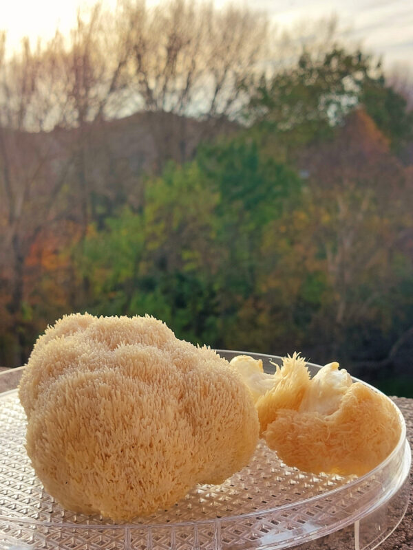 SOPLÓWKA JEŻOWATA (HERICIUM) i MACZUŻNIK BOJOWY (CORDYCEPS) NALEWKA - obrazek 6