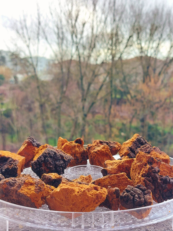 TINTURA DE CHAGA (INONOTUS) - Imagen 6