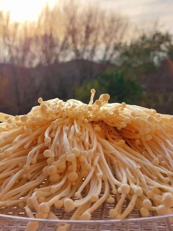 TINTURA DE ENOKITAKE (FLAMMULINA) - Imagen 6