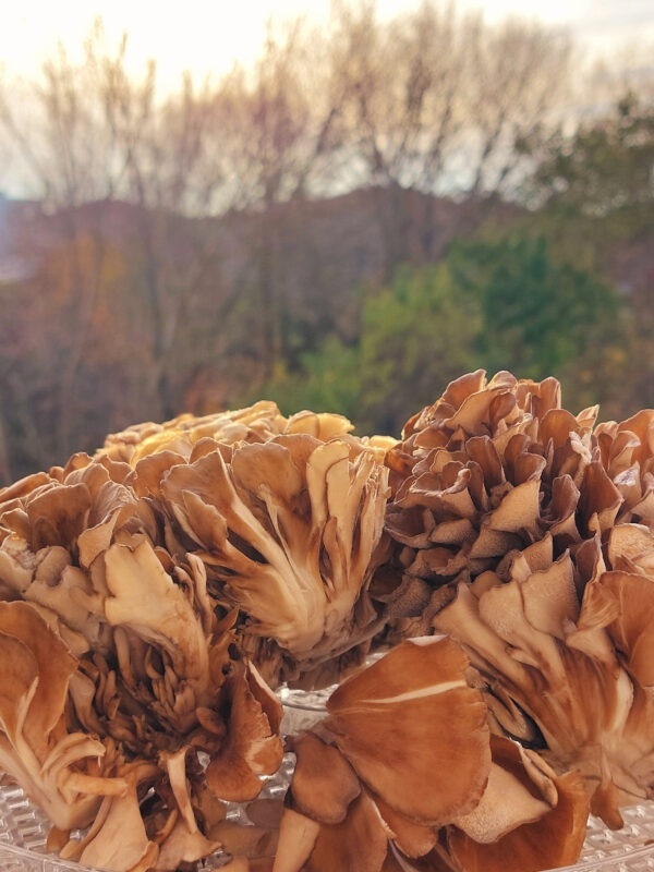 MAITAKE (GRIFOLA) TINCTURE - Image 6